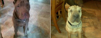 Nala and Hershey