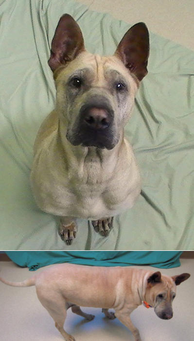 Shar-Pei Mix Princess