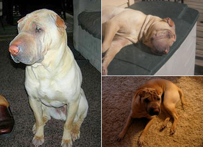 Shar-Pei Soyer