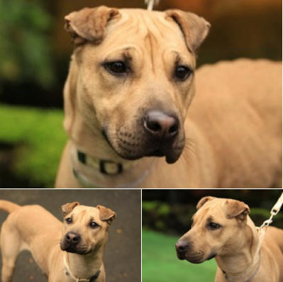 Shar-Pei Sydney