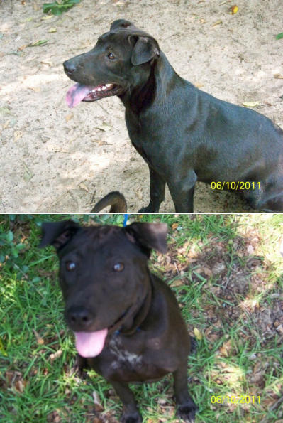 Two Shar-Pei Lab Mixes