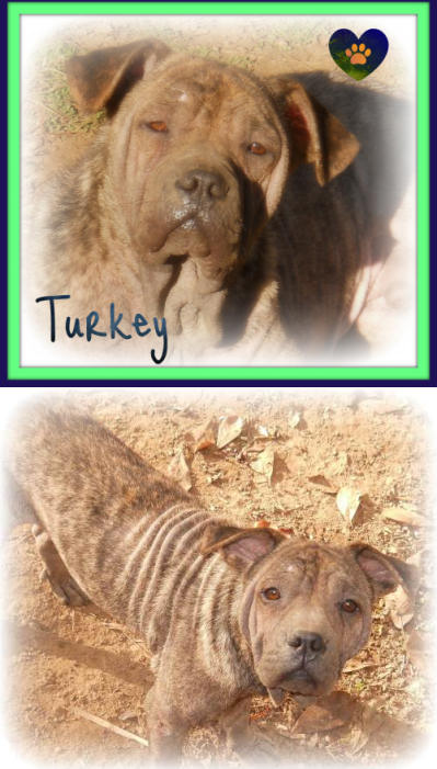 Turkey