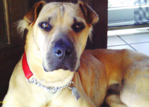 Chinese Shar-Pei - Denny