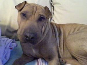 Chinese Shar-Pei - Dolly Baby
