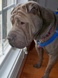 Chinese Shar-Pei - Duke