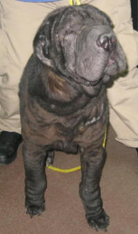 Shar-Pei Ky Girl
