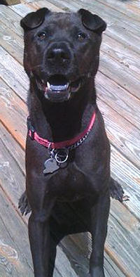 Chinese Shar-Pei - Foxy