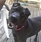 Feature SharPei - Foxy