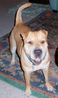 Chinese Shar-Pei - Georgia