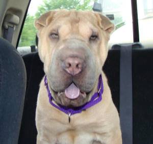 Chinese Shar-Pei - Gracie