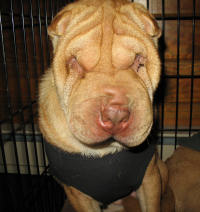 Chinese Shar-Pei - Gumbo