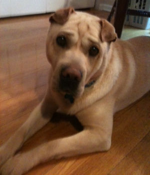Chinese Shar-Pei - Jacques