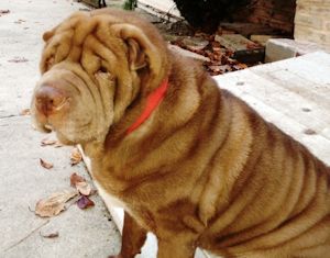 Chinese Shar-Pei - Jasmine