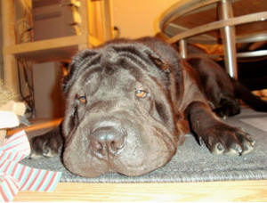 Chinese Shar-Pei - Kahlua