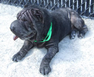 Chinese Shar-Pei - Kato