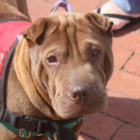 Chinese Shar-Pei - Lea