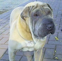 Chinese Shar-Pei