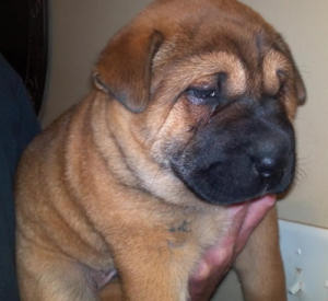 Chinese Shar-Pei Mix Puppy