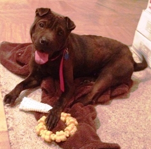 Chinese Shar-Pei - Lola