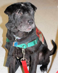 Chinese Shar-Pei Lucas