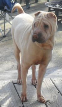 Female Chinese Shar-Pei - Magnolia