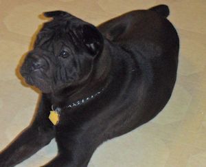 Chinese Shar-Pei - Max