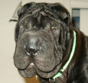 Chinese Shar-Pei - Mia