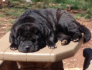 Female Chinese Shar-Pei - Minnie