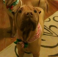 Chinese Shar-Pei - Misha