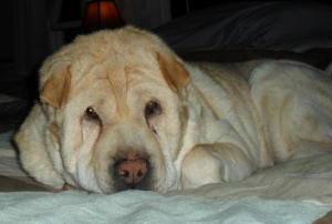 Chinese Shar-Pei - Molly