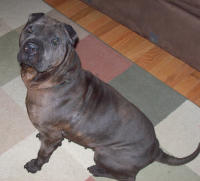 Chinese Shar-Pei - Nakita