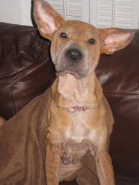Chinese Shar-Pei - Olivia