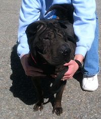 Chinese Shar-Pei - Piper