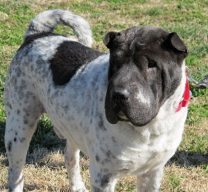 Female Chinese Shar-Pei - Po