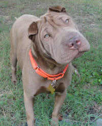 Chinese Shar-Pei - Princess