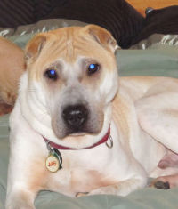 Chinese Shar-Pei Puppy - Rocky