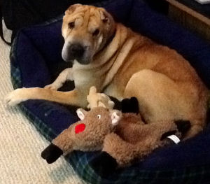 Male Chinese Shar-Pei - Romeo