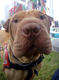 Chinese Shar-Pei - Ronnie