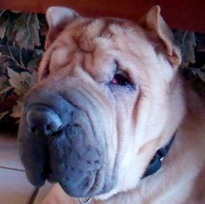 Chinese Shar-Pei - Rusty