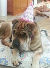 Female Chinese Shar-Pei - Sable