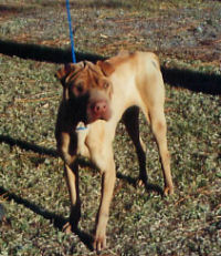 Sharpei - Sadie