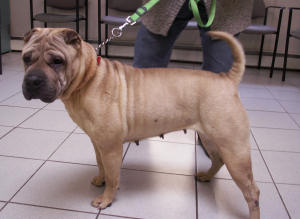 Chinese Shar-Pei - Salsa