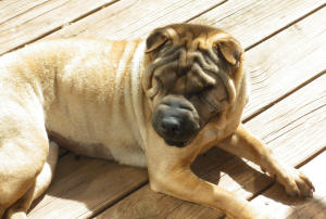 Chinese Shar-Pei - Shea