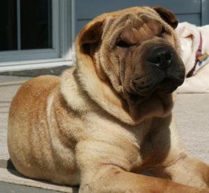 Chinese Shar-Pei - Shep