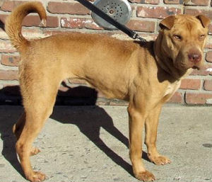 Chinese Shar-Pei - Sherry