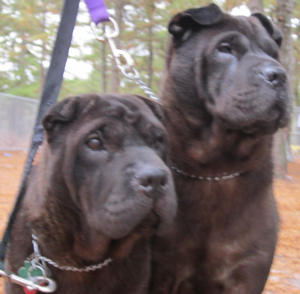 Chinese Shar-Pei - Sugar and Charlotte