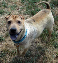 Chinese Shar-Pei - Summer
