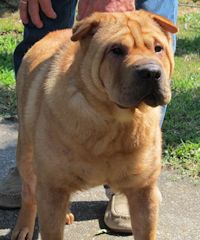 Chinese Shar-Pei - Suzee