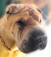 Sharpei - Tango