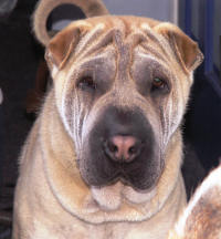 Chinese Shar-Pei - Tanner